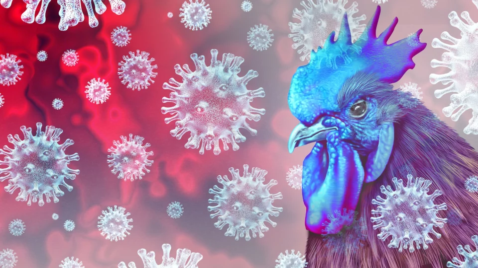 bird flu in kerala
