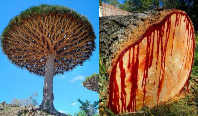 dragonblood tree