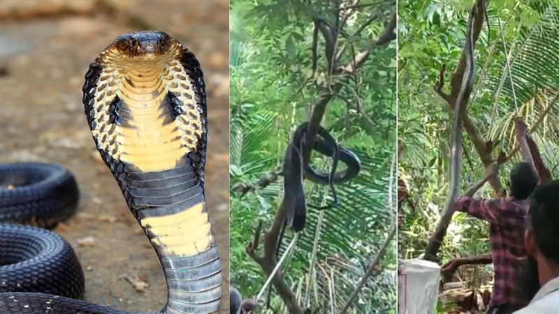 forest officers captured 12 feet king cobra Palakkad