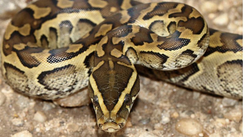 forest department employee bitten by python snake