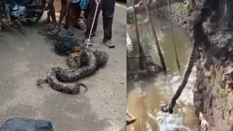 python-caught-in-fishing-net-at-kottayam