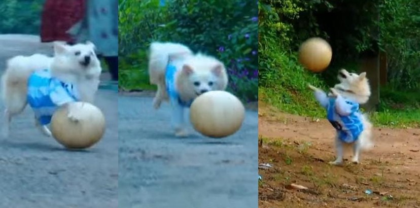 ammu-viral-dog-playing-football